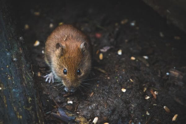 PEST CONTROL WARE, Hertfordshire. Pests Our Team Eliminate - Mice.