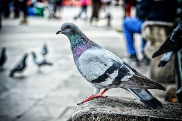PEST CONTROL WARE, Hertfordshire. Pests Our Team Eliminate - Pigeons.