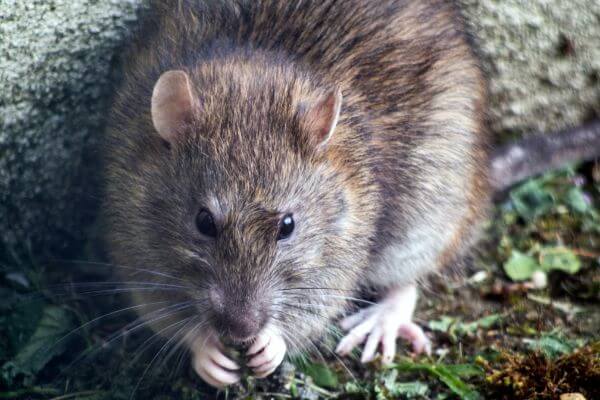 PEST CONTROL WARE, Hertfordshire. Pests Our Team Eliminate - Rats.