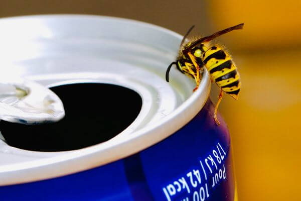 PEST CONTROL WARE, Hertfordshire. Pests Our Team Eliminate - Wasps.